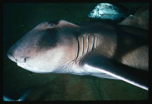 Port Jackson Shark