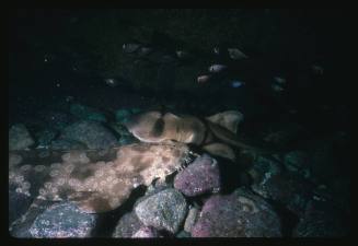 A Port Jackson Shark and Wobbegong Shark lying next to each other on a bed of rocks