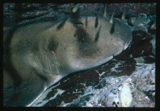 Port Jackson Shark