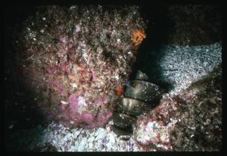 A Port Jackson Shark egg wedged between two rocks
