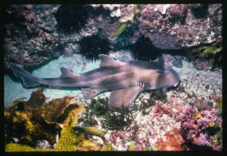 A Port Jackson Shark lying on a bed of sand amongst rocks and coral