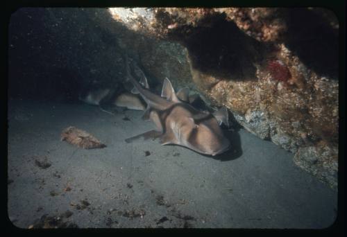 Port Jackson Sharks