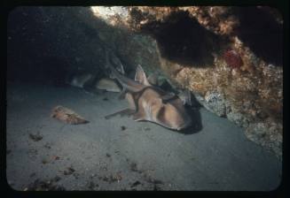 Port Jackson Sharks lying on the sand next to each other in a cave in New South Wales, Australia