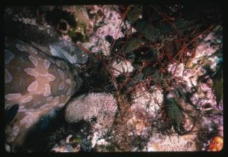 A Wobbegong shark next to a pod of Eastern Rock Lobsters