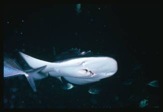 A Shark Ray swimming