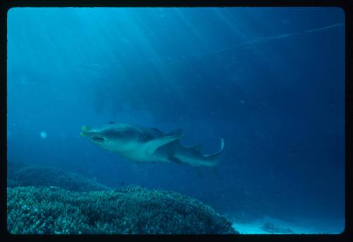 Nurse shark