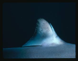 Dorsal fin and spine of a Greeneye Spurdog Shark