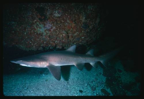 A Grey Nurse Shark swimming close to the sea bed