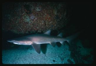 A Grey Nurse Shark swimming close to the sea bed