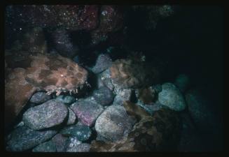 Three Wobbegong Sharks resting on a bed of rocks