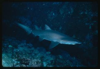 A Grey Nurse Shark swimming in a cave