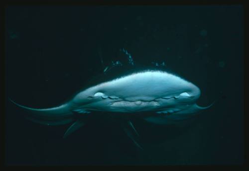 A front view of Shark Ray swimming