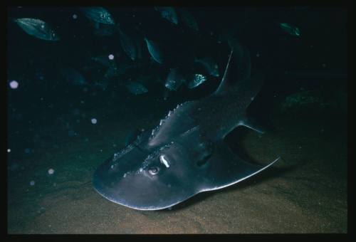 A Shark Ray swimming close to the sea floor