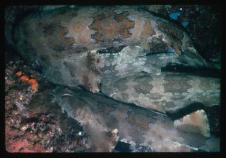 Four Wobbegong Sharks lying closely together on a bed of rocks