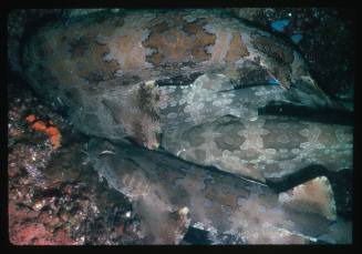 Four Wobbegong Sharks