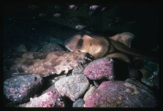A Port Jackson Shark and Wobbegong Shark lying next to each other on a bed of rocks in a cave