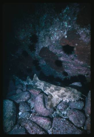 A Wobbegong Shark lying on a bed of rocks in a cave