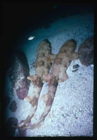 Two Wobbegong Sharks lying next to each other on the sea bed