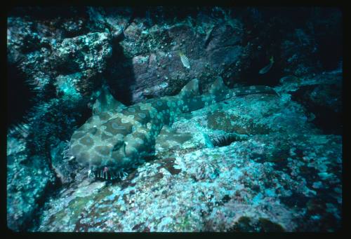 Wobbegong Shark