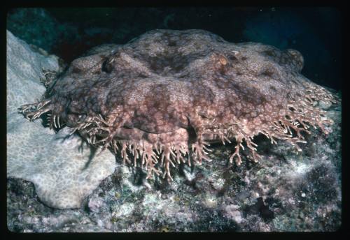 Tasselled Wobbegong Shark