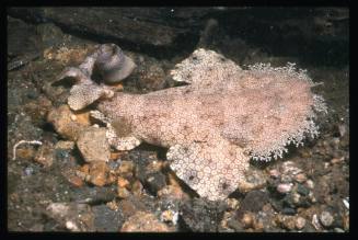 Tasselled Wobbegong Shark