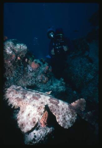 Tasselled Wobbegong Shark