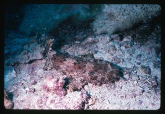 A Wobbegong Shark resting on a bed of rocks and coral