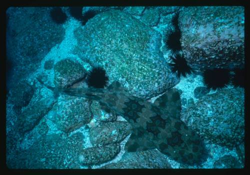 Wobbegong Shark