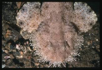 Tasselled Wobbegong Shark