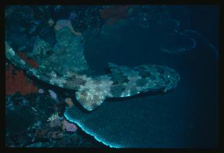 A Wobbegong Shark swimming over large table coral and rocks