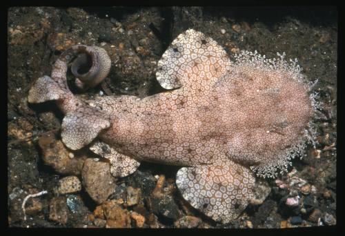 Tasselled Wobbegong Shark