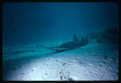 A bottlenose wedgefish resting on the sea floor