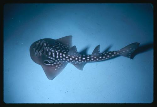 An over the top view of a baby Shark Ray