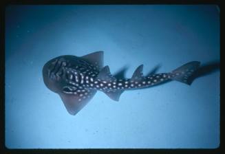 An over the top view of a baby Shark Ray