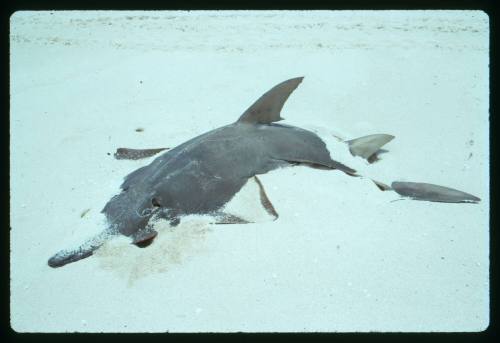 A Shovelnose Ray that has been caught and left to die on land by a fisherman on Heron Island, Queensland Australia