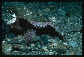 A fish resting on a bed of small rocks in Indonesia