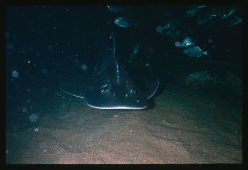 A Shark Ray swimming close to the sea floor