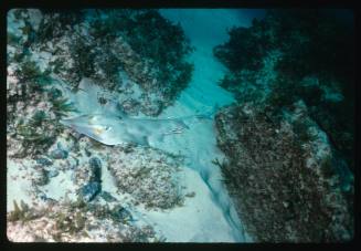 A Short-snout Shovelnose Ray resting on the sea floor in New South Wales, Australia