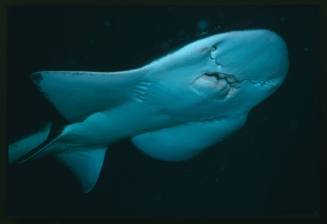 A Shark Ray swimming