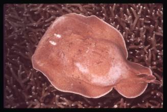 A  Ray swimming over a bed of coral