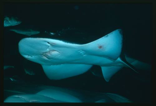 Underside of ray