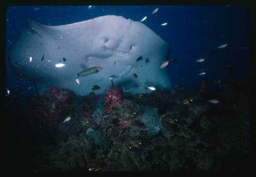 Ray swimming over coral