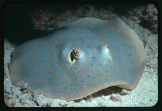 Blue spotted ribbontail ray on seafloor