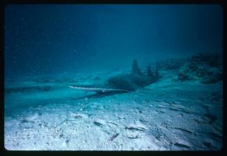 Bottlenose wedgefish on seafloor