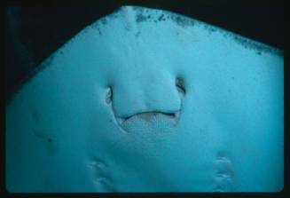 Underside of the head of a ray