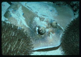 Ray on seafloor