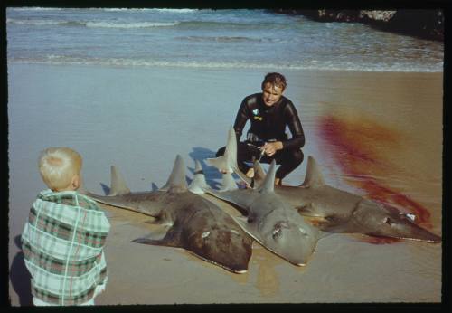 Three shovelnose sharks on beach with man and child