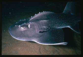 Shark ray near seafloor