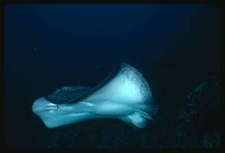 Black spotted ray