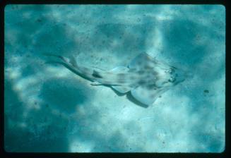 Shovelnose ray near seafloor